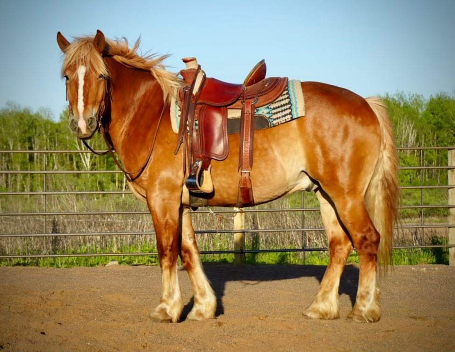 Image for Corsica Horse Sales Catalog Sale - SATURDAY, JUNE 1ST - Corsica, South Dakota