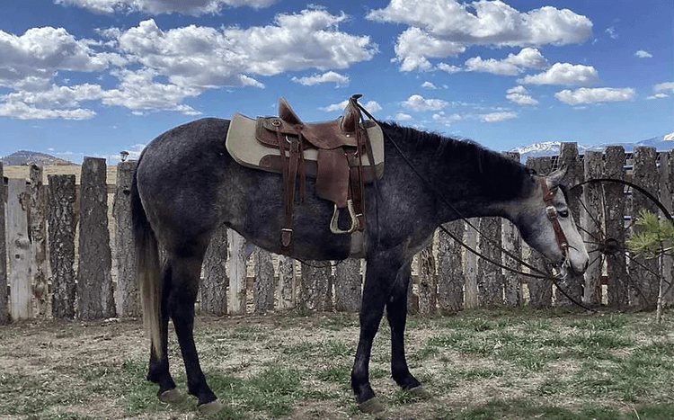 Image for Western Colorado Select Equine Sale - 4th Annual Best In The West! June 22nd - Grand Junction, Colorado