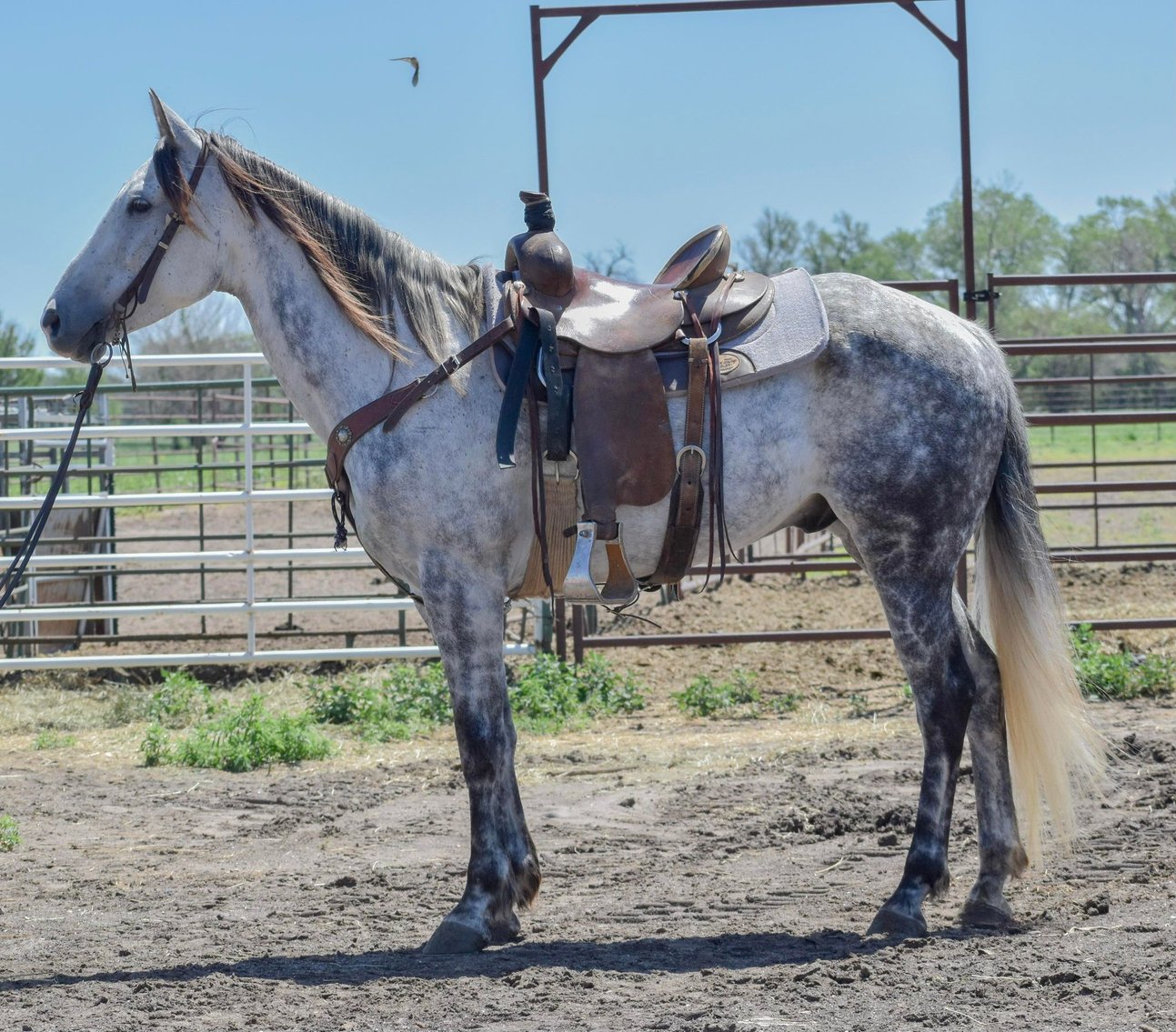 Image for Jones Livestock Auction MONTHLY HORSE & TACK SALE!   Saturday, June 8th!