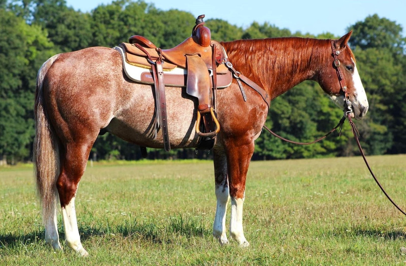 Image for Corsica Horse Sales Catalog Sale - SATURDAY, JUNE 1ST - Corsica, South Dakota