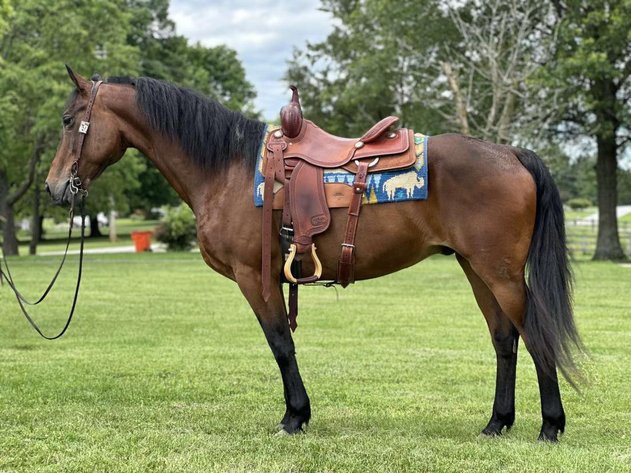 Image for Burrell Livestock Auction Inc. GRAND OPENING SALE - SATURDAY, JUNE 1ST