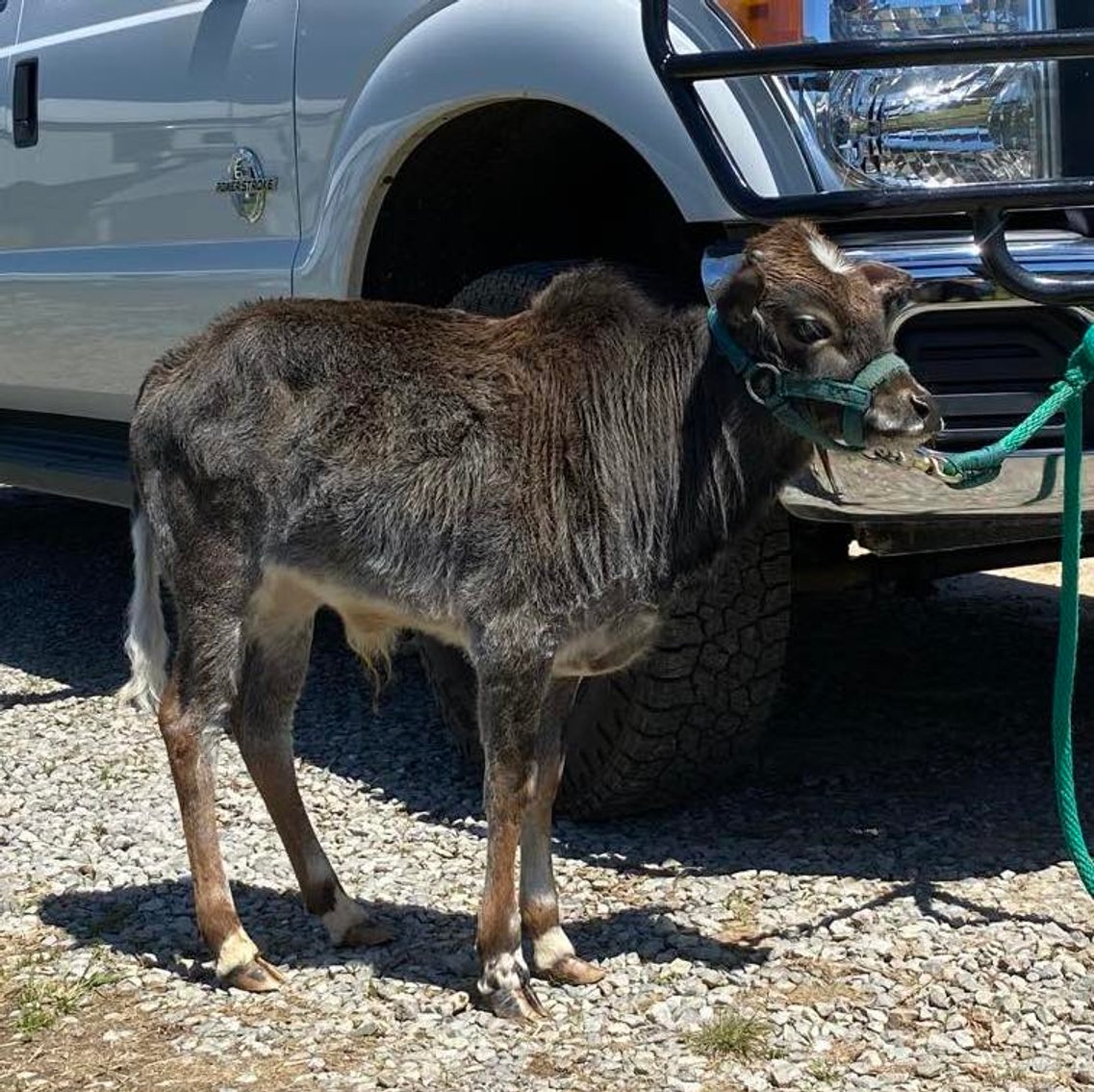Image for Burrell Livestock Auction Inc. GRAND OPENING SALE - SATURDAY, JUNE 1ST