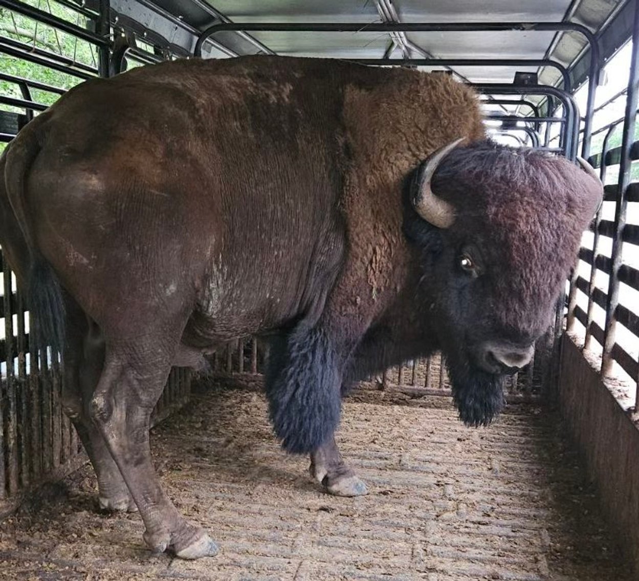 Image for Jones Livestock Auction THURSDAY June 6th -  Jones, Oklahoma