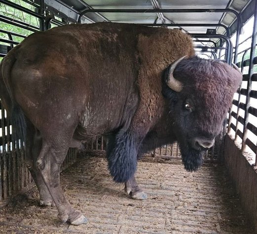 Image for Jones Livestock Auction THURSDAY June 6th -  Jones, Oklahoma