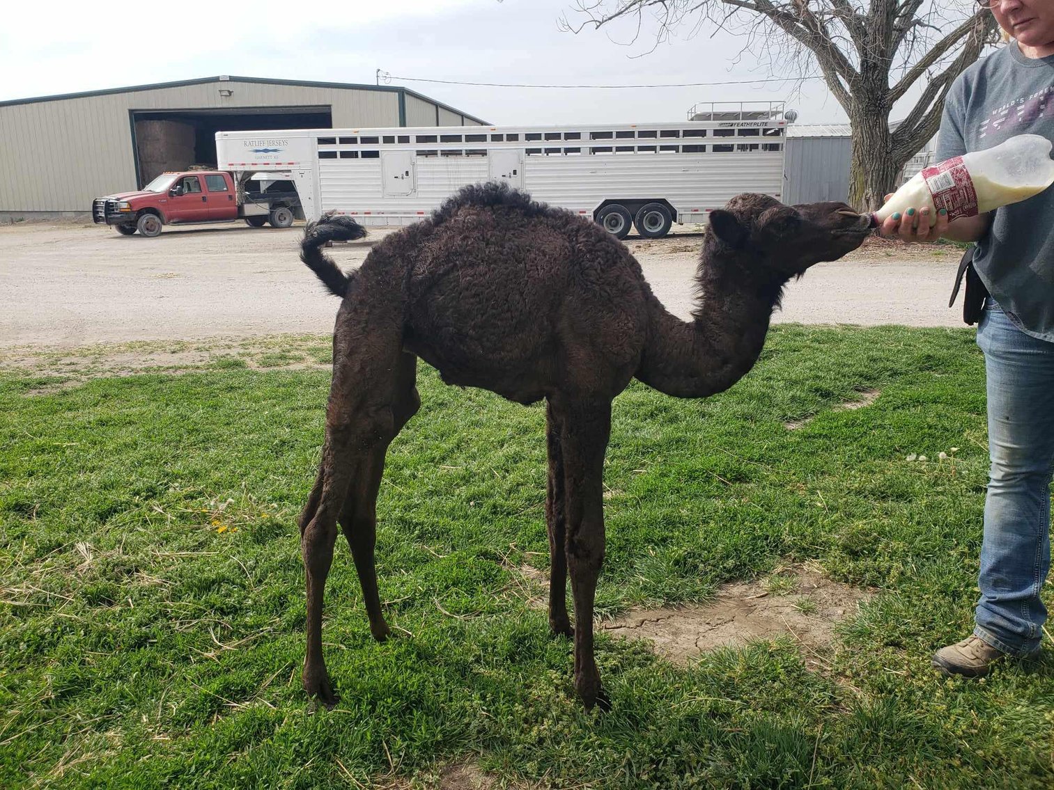 Image for Jones Livestock Auction THURSDAY June 6th -  Jones, Oklahoma