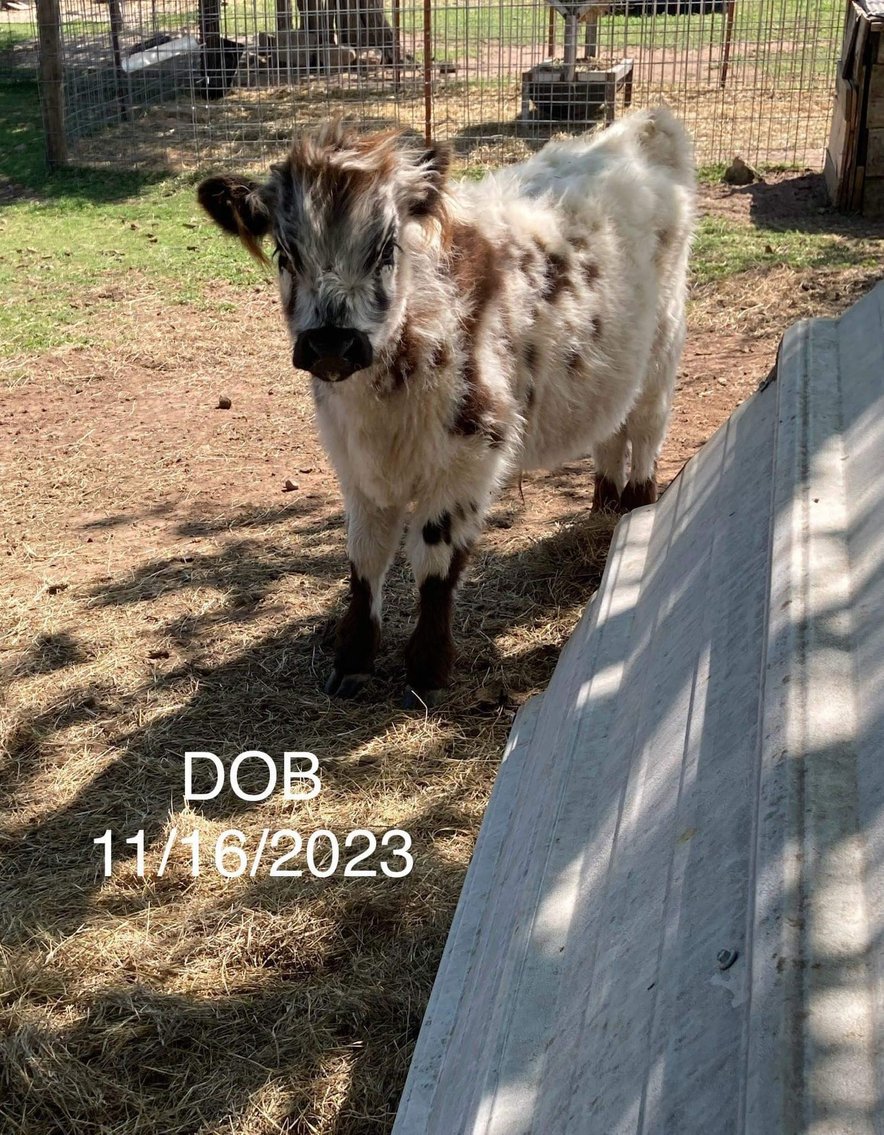 Image for Jones Livestock Auction THURSDAY June 6th -  Jones, Oklahoma