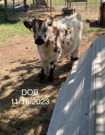 Image for Jones Livestock Auction THURSDAY June 6th -  Jones, Oklahoma