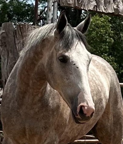 Image for Jones Livestock Auction MONTHLY HORSE & TACK SALE!   Saturday, June 8th!