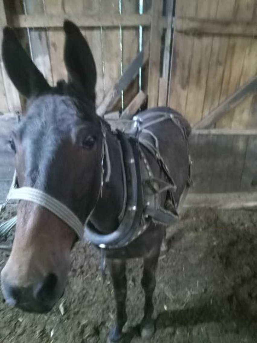 Image for Knoxville Livestock Auction Catalog Horse Sale - SATURDAY JUNE 15TH 2024  - Knoxville, Tennessee