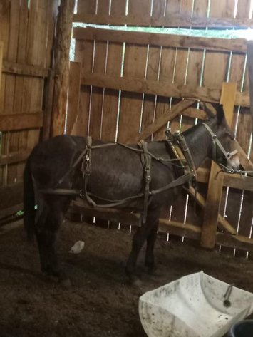 Image for Knoxville Livestock Auction Catalog Horse Sale - SATURDAY JUNE 15TH 2024  - Knoxville, Tennessee