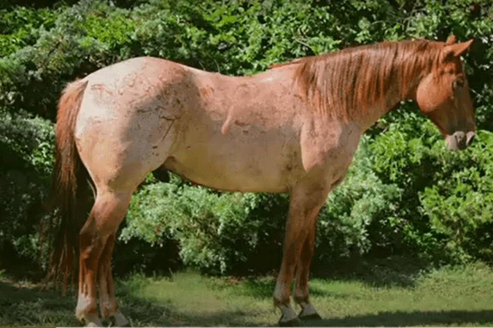 Image for Missouri Horse Auction FRIDAY JUNE 28TH - Springfield, MO