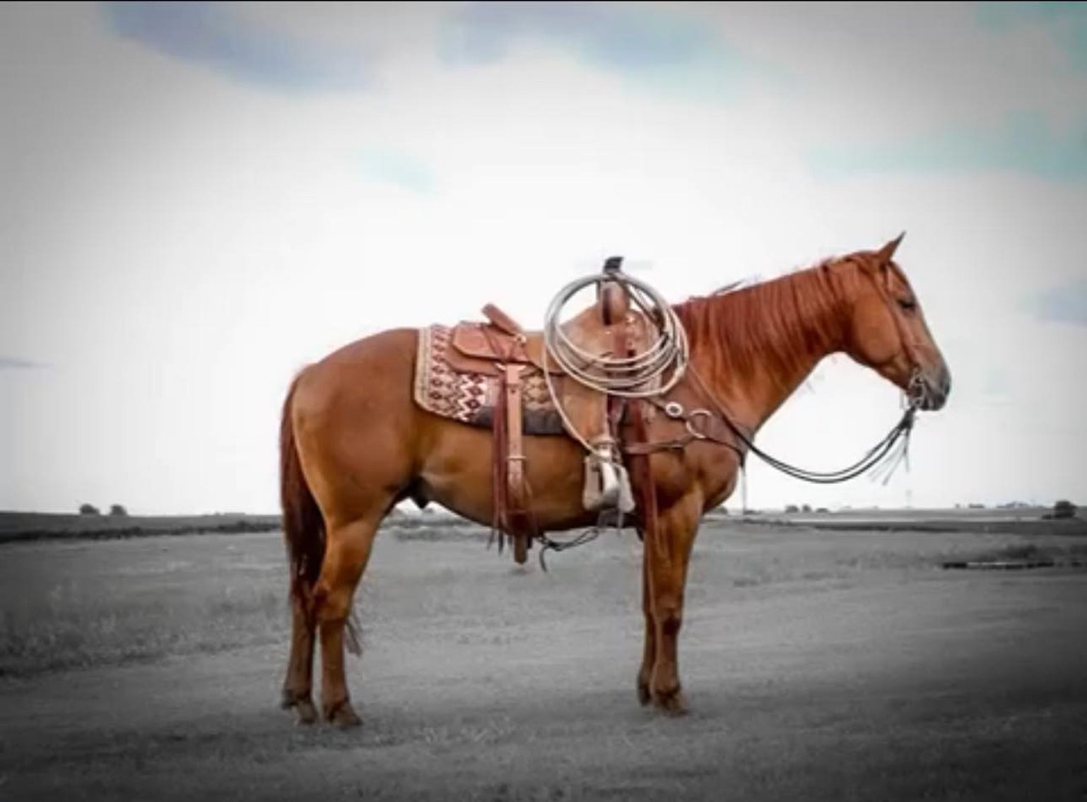 Image for Missouri Horse Auction FRIDAY JUNE 28TH - Springfield, MO