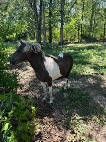 Image for Mize Horse Sale  SATURDAY JUNE 29TH - Mize, Mississippi
