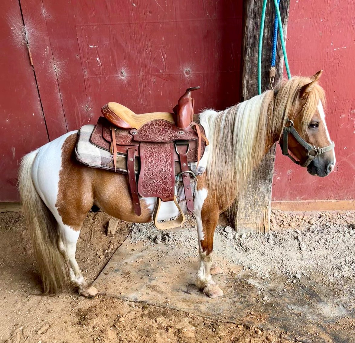 Image for Mize Horse Sale  SATURDAY JUNE 29TH - Mize, Mississippi