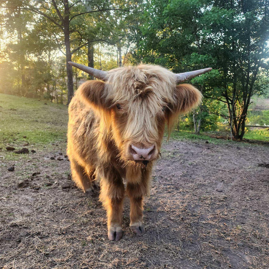 Image for Mize Horse Sale  SATURDAY JUNE 29TH - Mize, Mississippi