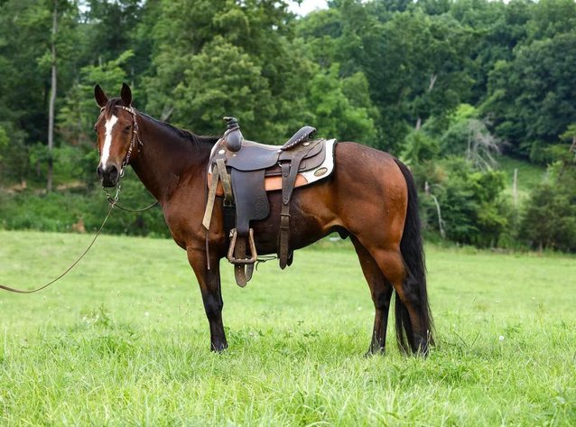 Image for Missouri Horse Auction FRIDAY JUNE 28TH - Springfield, MO