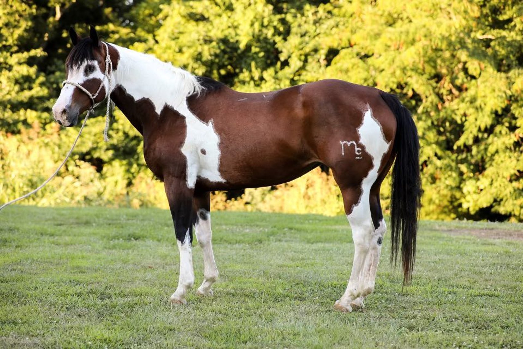 Image for Missouri Horse Auction FRIDAY JUNE 28TH - Springfield, MO
