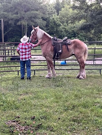 Image for Lumberton Horse and Tack Auction July 2024