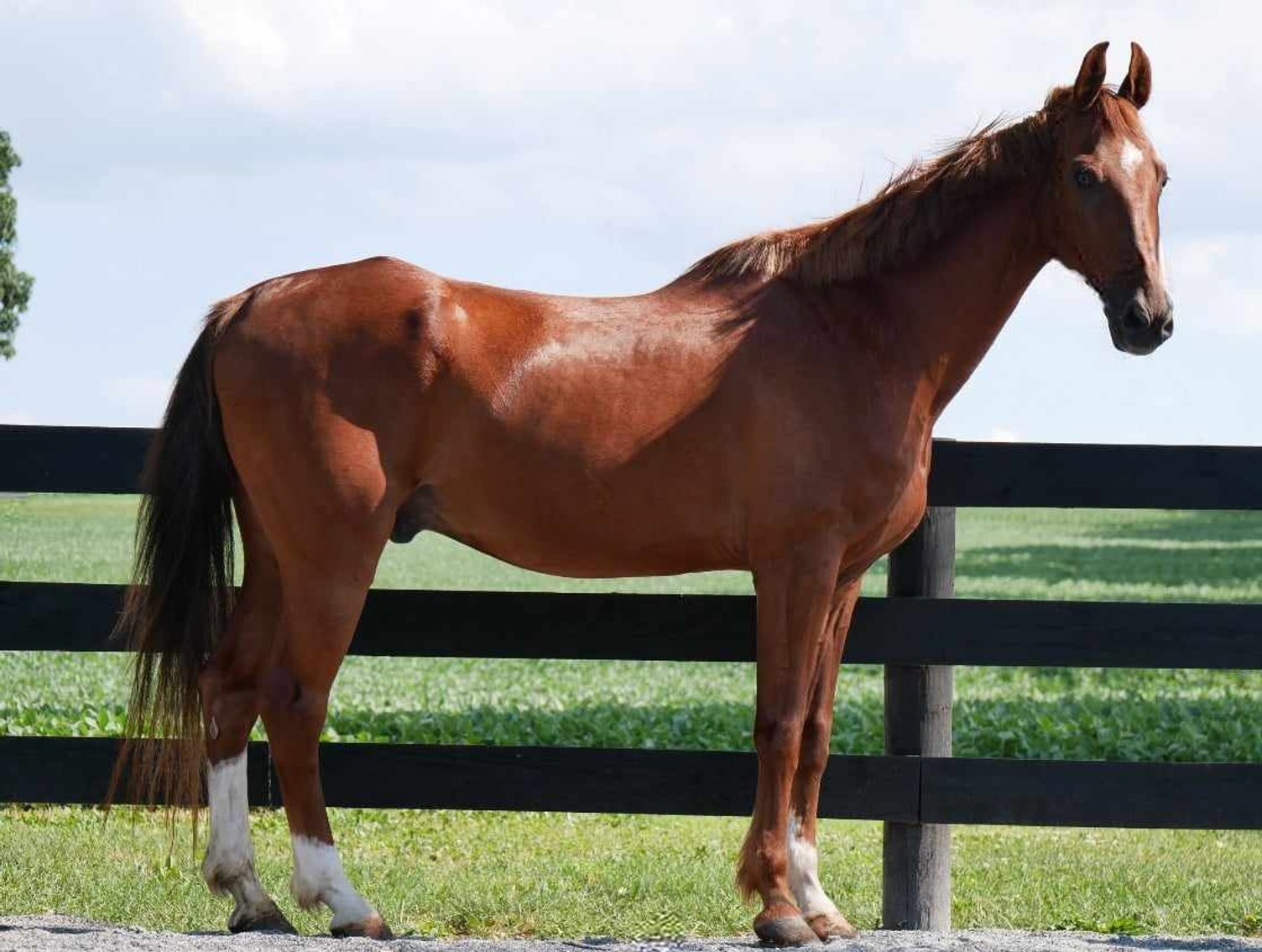 Image for Lumberton Horse and Tack Auction July 2024