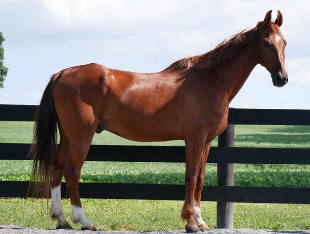 Image for Lumberton Horse and Tack Auction July 2024