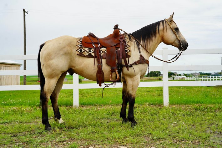 Image for Corsica Horse Sales Catalog Sale - SATURDAY, JULY 6TH - Corsica, South Dakota