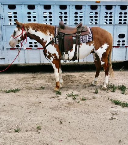 Image for Corsica Horse Sales Catalog Sale - SATURDAY, JULY 6TH - Corsica, South Dakota