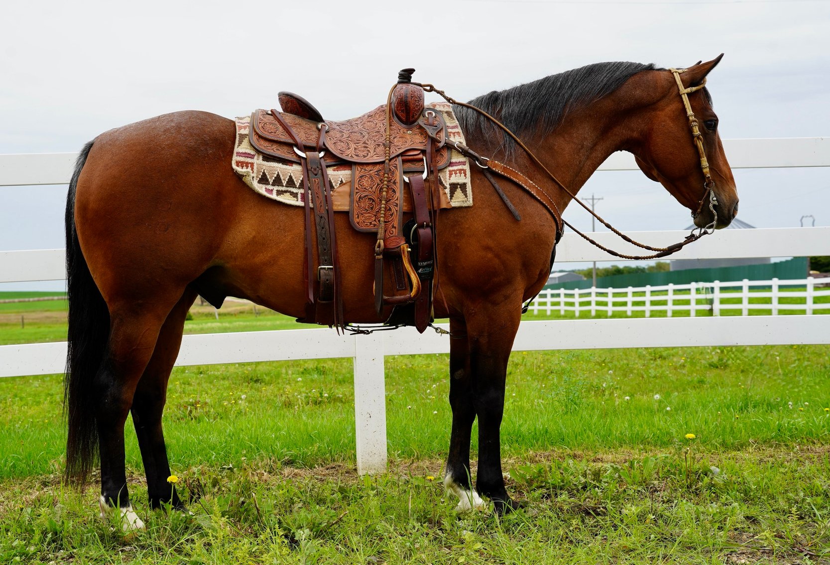 Image for Corsica Horse Sales Catalog Sale - SATURDAY, JULY 6TH - Corsica, South Dakota