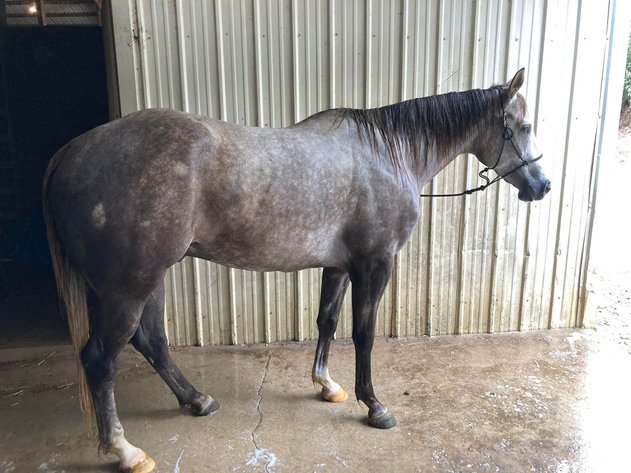 Image for Interstate Regional Stockyards Horse Sale - Cuba, Missouri WEDNESDAY July 17th