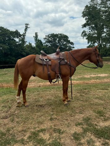 Image for Burrell Livestock Auction Inc. JULY 6TH 2024 SALE