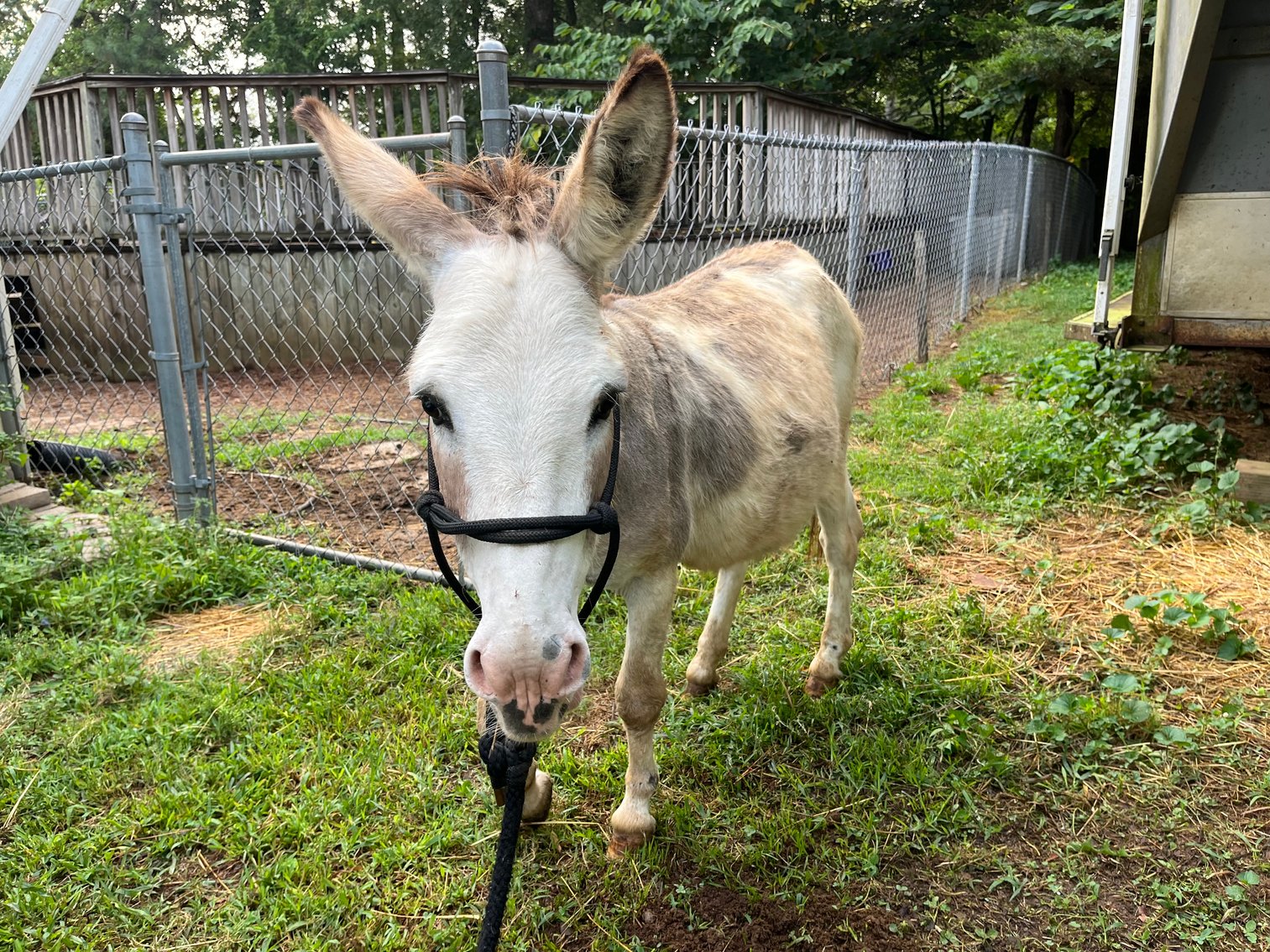 Image for Burrell Livestock Auction Inc. JULY 6TH 2024 SALE
