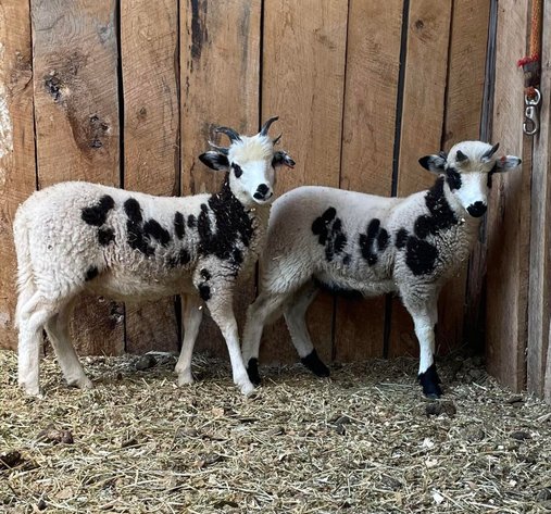Image for Jones Livestock Auction THURSDAY July 11th -  Jones, Oklahoma