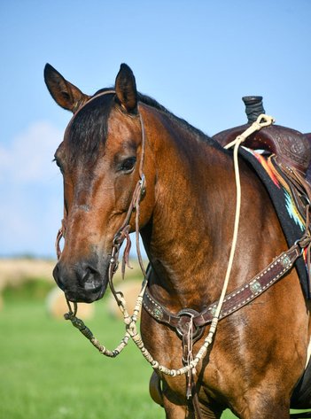 Image for Jones Livestock Auction MONTHLY HORSE & TACK SALE!   Saturday, July 13th!