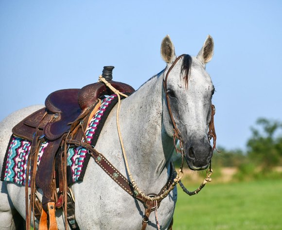 Image for Jones Livestock Auction MONTHLY HORSE & TACK SALE!   Saturday, July 13th!