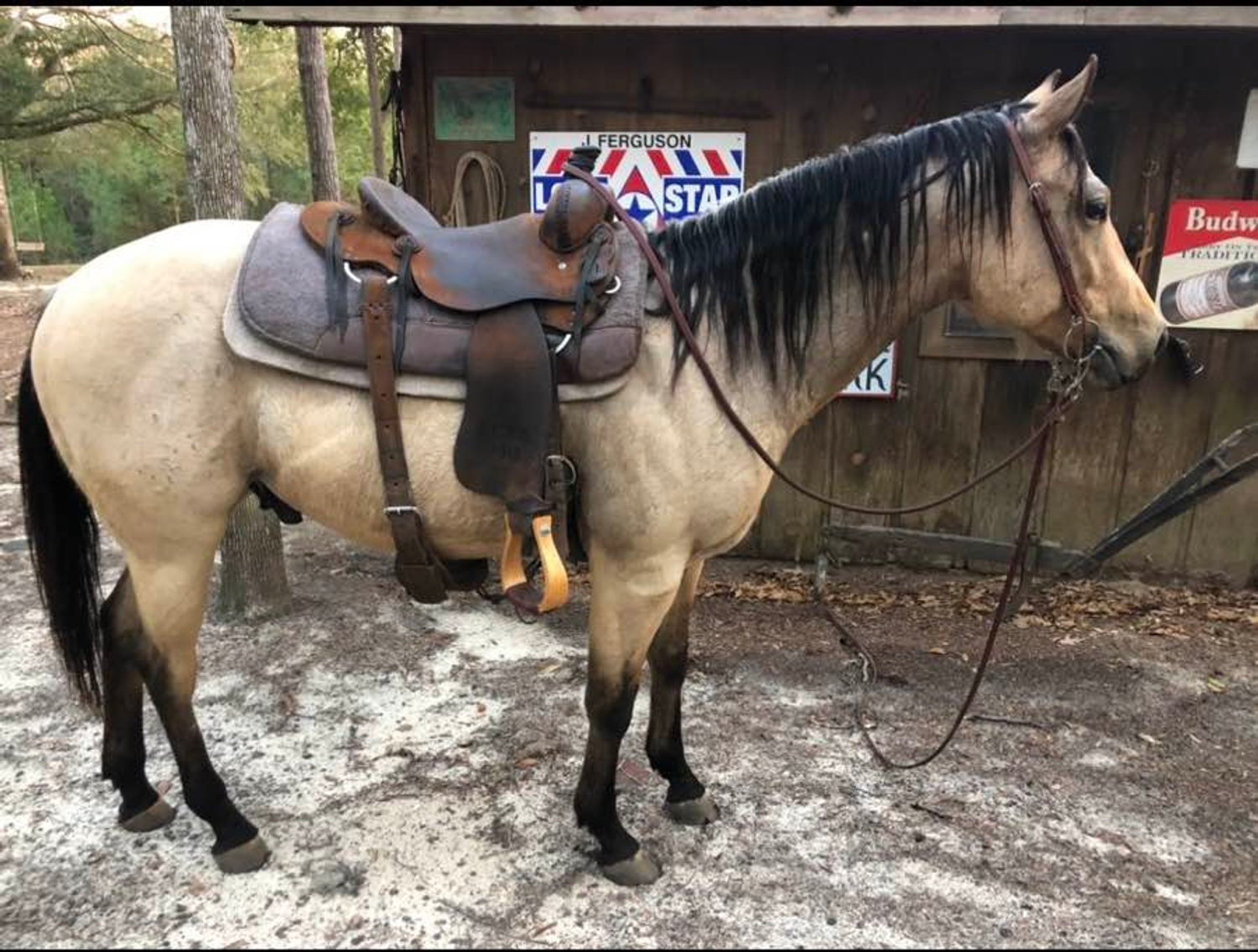 Image for Mize Horse Sale  SATURDAY JULY 20TH - Mize, Mississippi