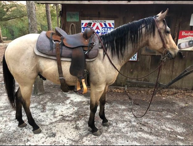 Image for Mize Horse Sale  SATURDAY JULY 20TH - Mize, Mississippi