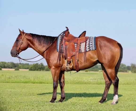 Image for Interstate Regional Stockyards Horse Sale - Cuba, Missouri WEDNESDAY July 17th