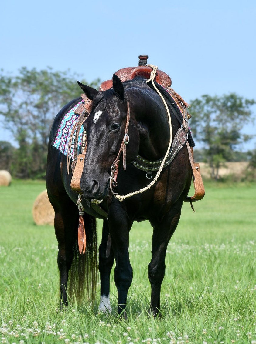 Image for Interstate Regional Stockyards Horse Sale - Cuba, Missouri WEDNESDAY July 17th