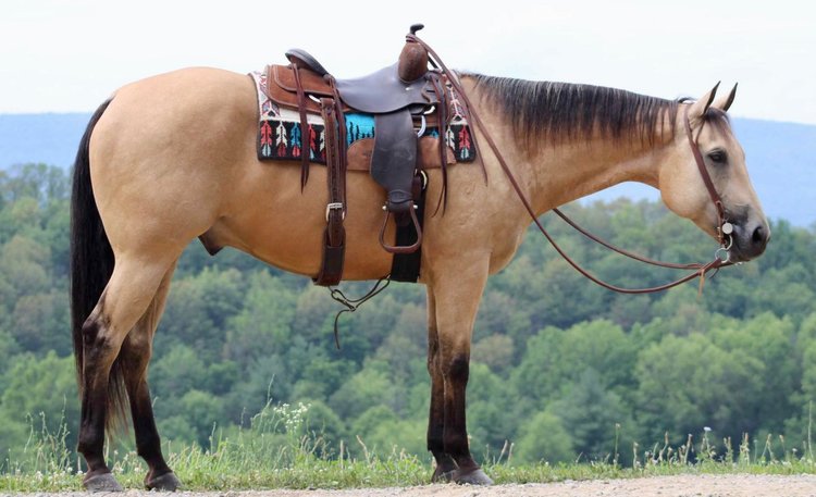 Image for Interstate Regional Stockyards Horse Sale - Cuba, Missouri WEDNESDAY July 17th