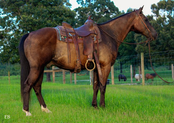 Image for Mize Horse Sale  SATURDAY JULY 20TH - Mize, Mississippi