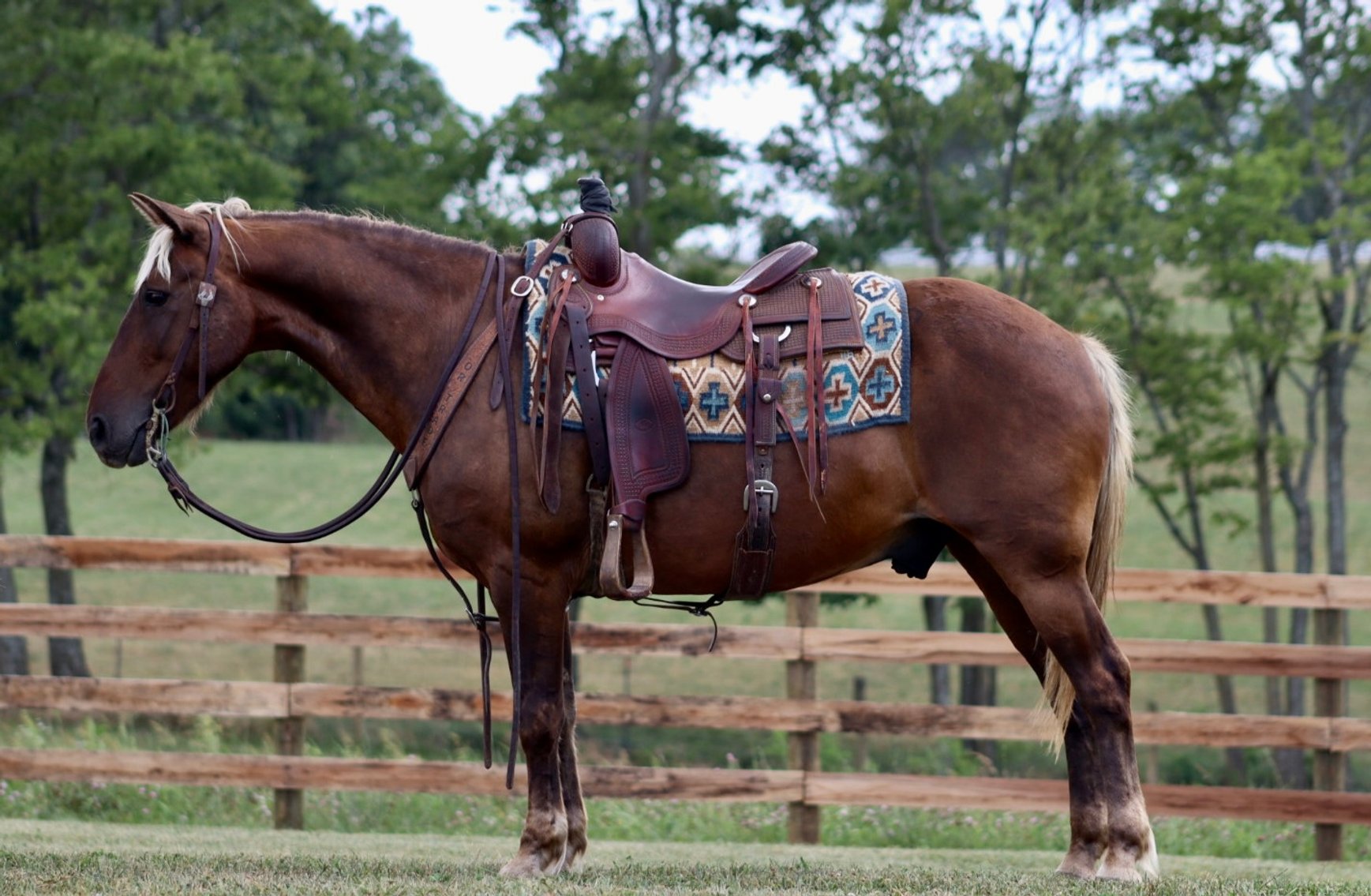 Image for Casino Classic All Breed Horse Sale - Oak Grove, Kentucky SATURDAY,  AUGUST 10TH