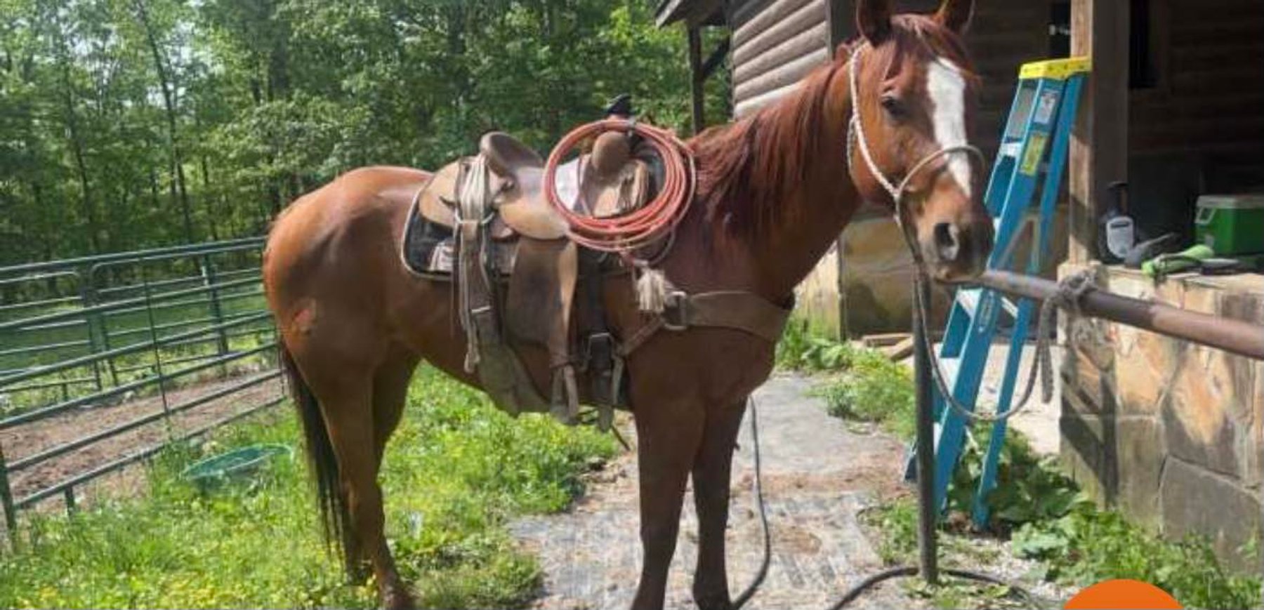 Image for Knoxville Livestock Auction Catalog Horse Sale - SATURDAY JULY 20TH 2024  - Knoxville, Tennessee