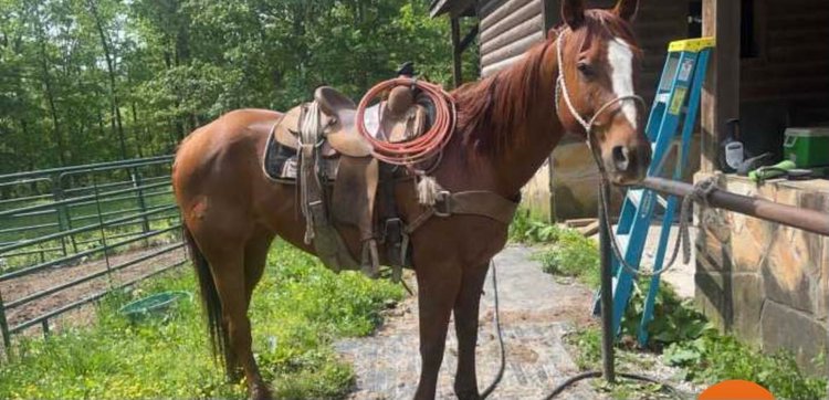 Image for Knoxville Livestock Auction Catalog Horse Sale - SATURDAY JULY 20TH 2024  - Knoxville, Tennessee