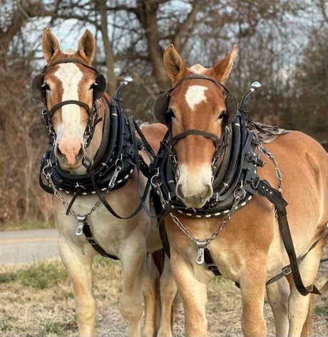 Image for Interstate Regional Stockyards TWO DAY AUGUST SPECIAL - DAY 2 - THURSDAY AUGUST 22ND