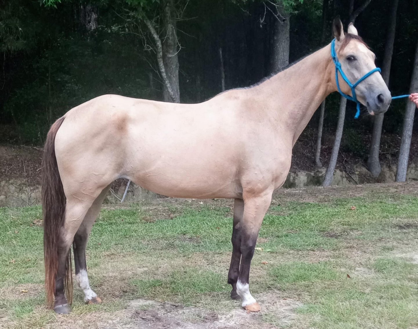 Image for Lumberton Horse and Tack Auction August 2024
