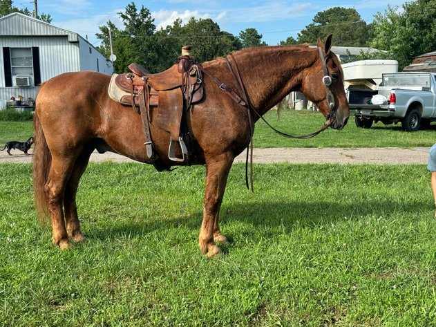 Image for Lumberton Horse and Tack Auction August 2024