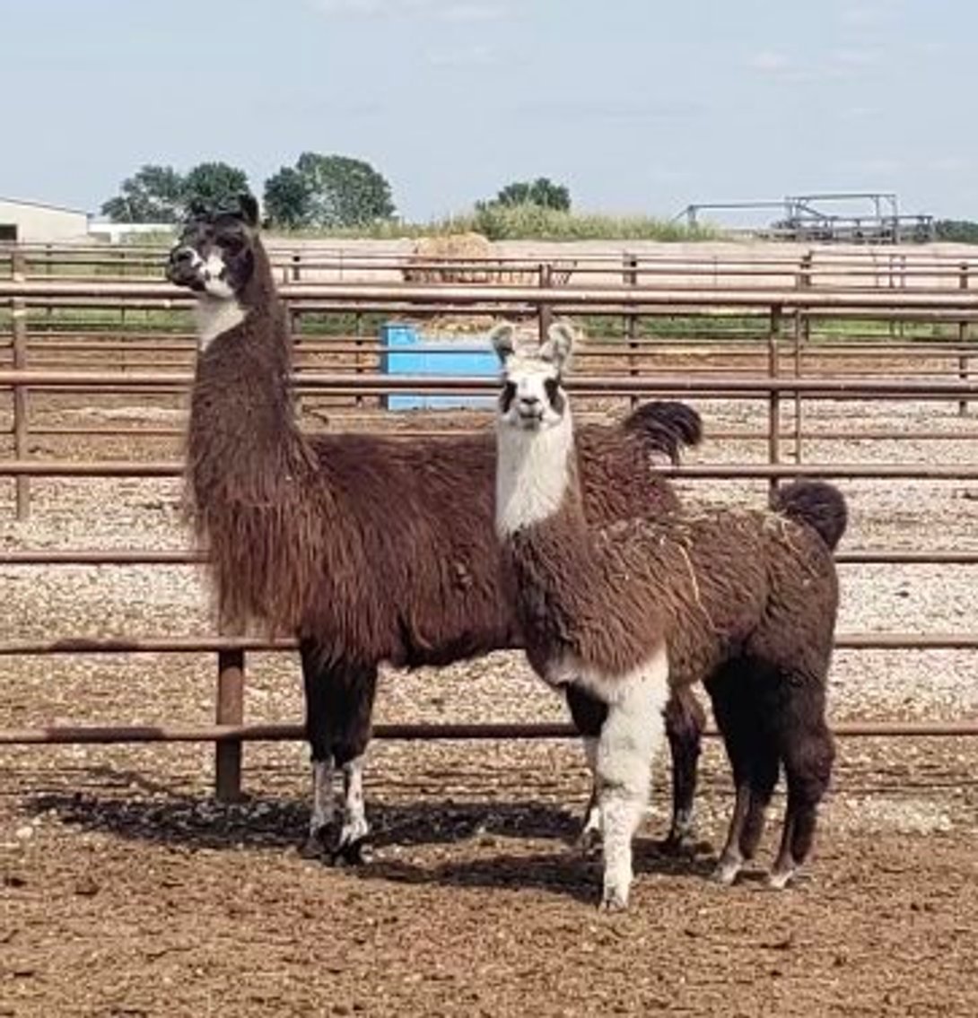 Image for Jones Livestock Auction THURSDAY August 1st -  Jones, Oklahoma