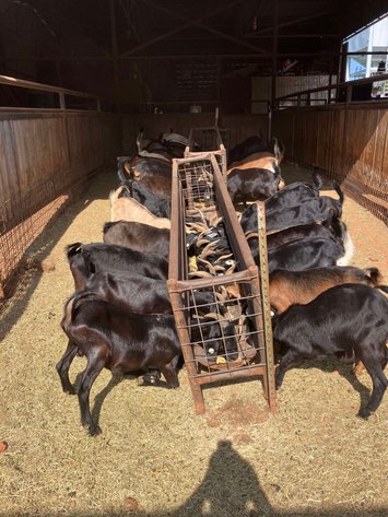 Image for Jones Livestock Auction THURSDAY August 1st -  Jones, Oklahoma