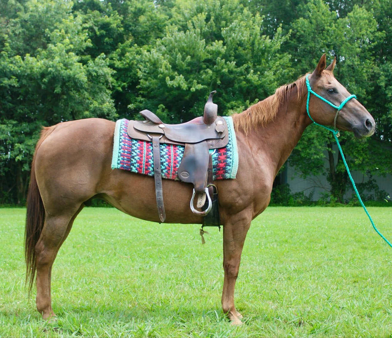 Image for Casino Classic All Breed Horse Sale - Oak Grove, Kentucky SATURDAY,  AUGUST 10TH