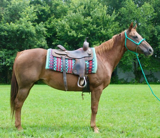 Image for Casino Classic All Breed Horse Sale - Oak Grove, Kentucky SATURDAY,  AUGUST 10TH