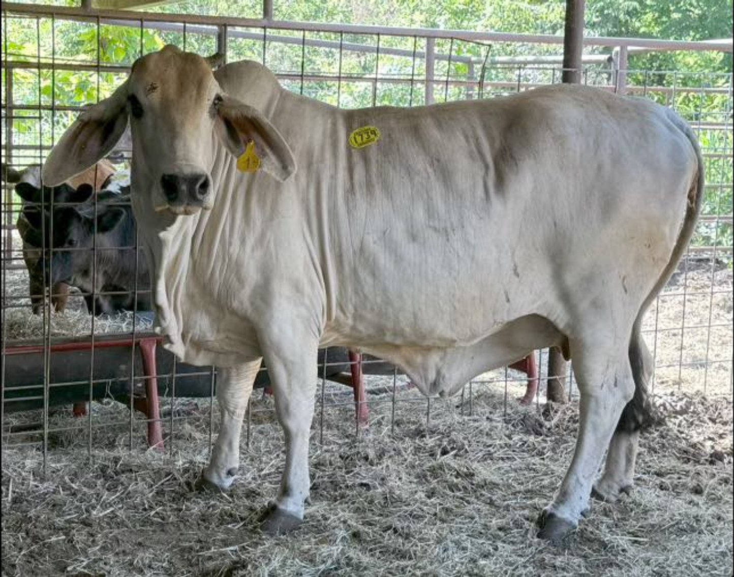 Image for Jones Livestock Auction THURSDAY August 1st -  Jones, Oklahoma
